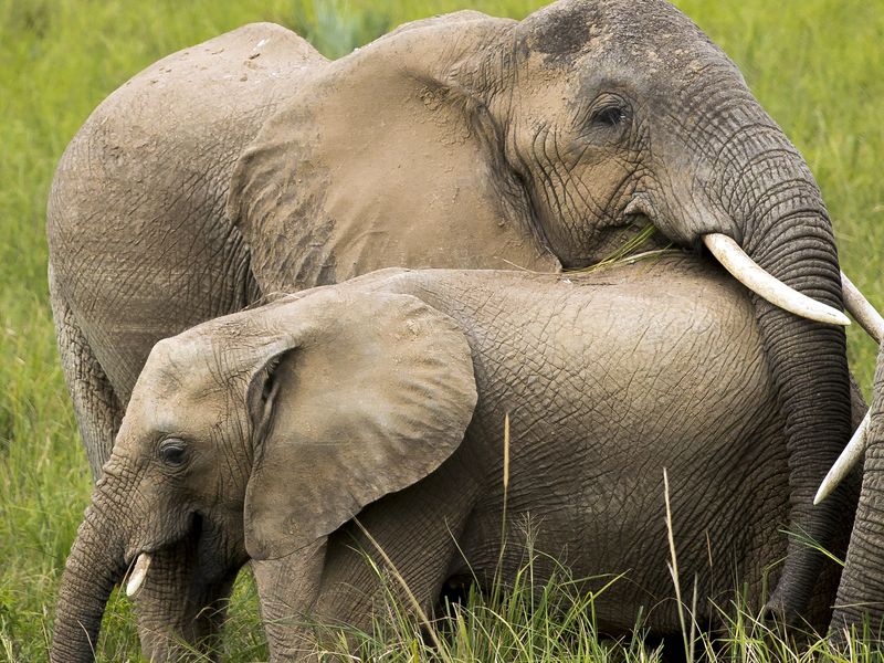 Elephant Hug | Smithsonian Photo Contest | Smithsonian Magazine