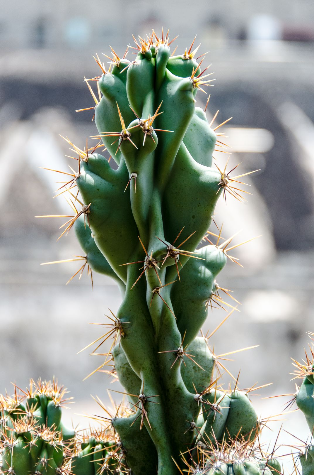 Aztec Cactus | Smithsonian Photo Contest | Smithsonian Magazine