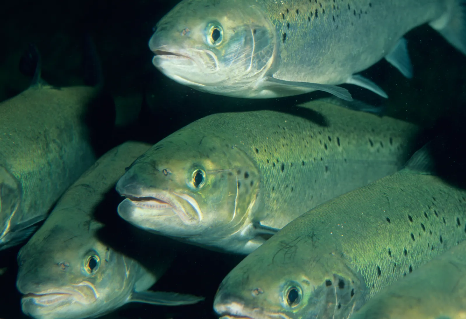 Why Washington State Is Phasing Out Atlantic Salmon Farming, Smart News