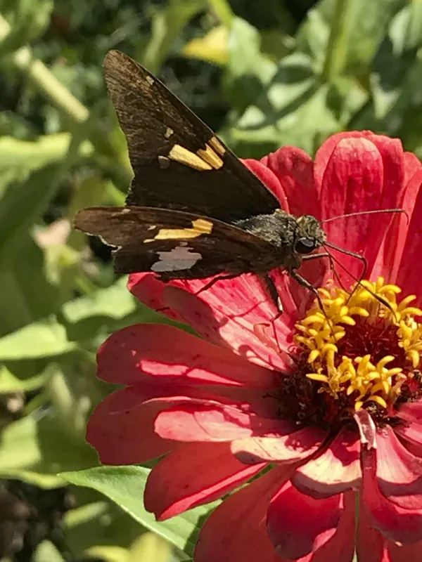 Monarch loves the flower thumbnail