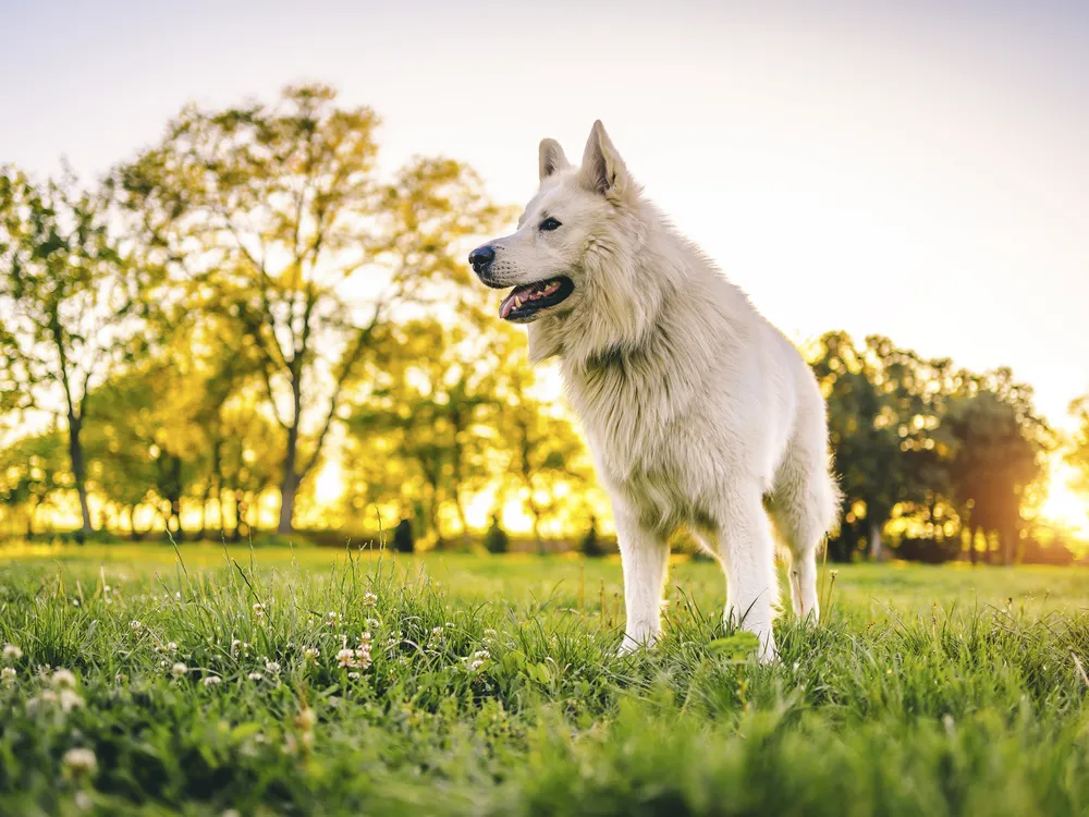 a white dog in a sunny field with trees in the background