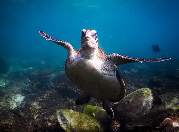 Welcome to Dimaniyat thumbnail