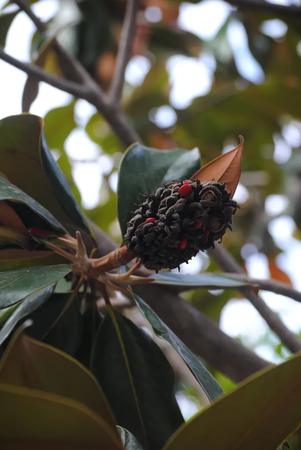 Seeds of Autumn thumbnail