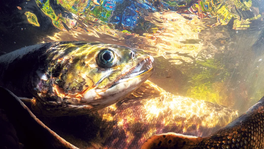 Salmon