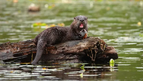 Otter baby eating catfish thumbnail