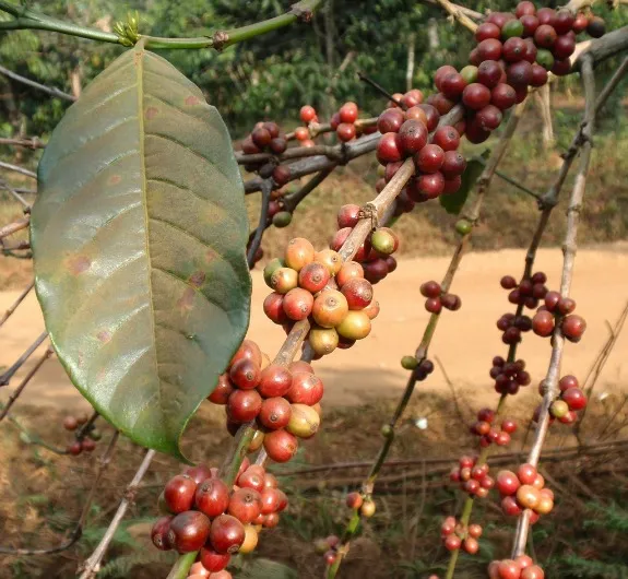 unharvested coffee beans