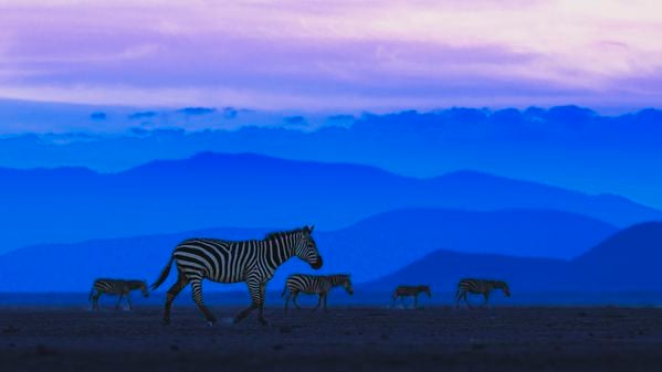 Zebras Amboseli thumbnail