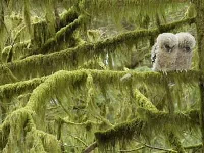 Three week old spotted owl hatchlings
