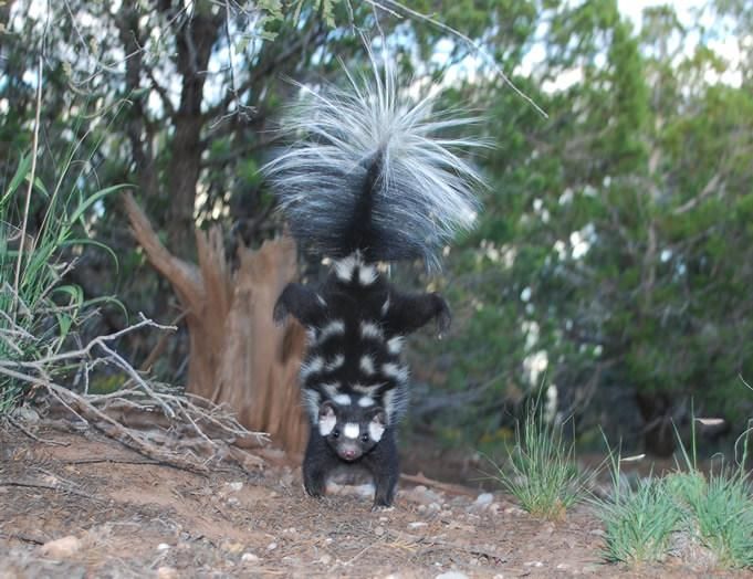 Spotted Skunk Doing A Handstand