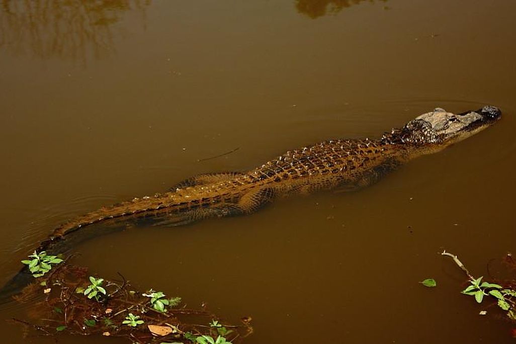An image of an alligator swimming through murky water. Its tail is nearly as long as its body, helping it glides beneath the surface of the water.