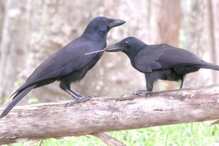 A young New Caledonian crow (right) wielding a stick that skilled adults use as tools to probe for food. The adult (left) tolerates the youngsters antics.