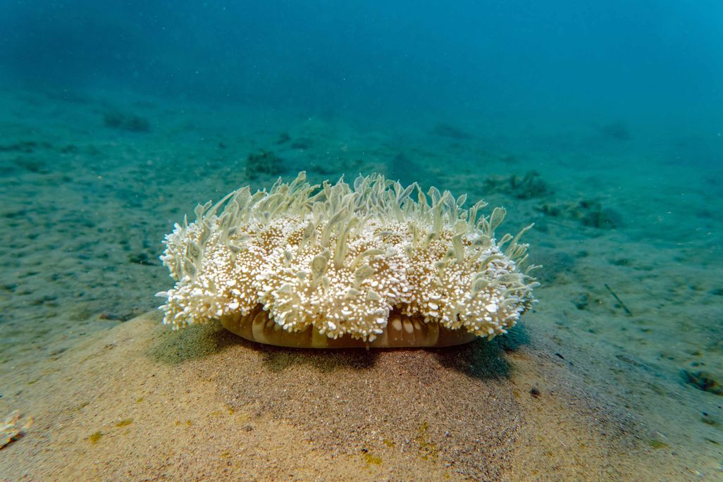 A light-colored jellyfish on the seafloor
