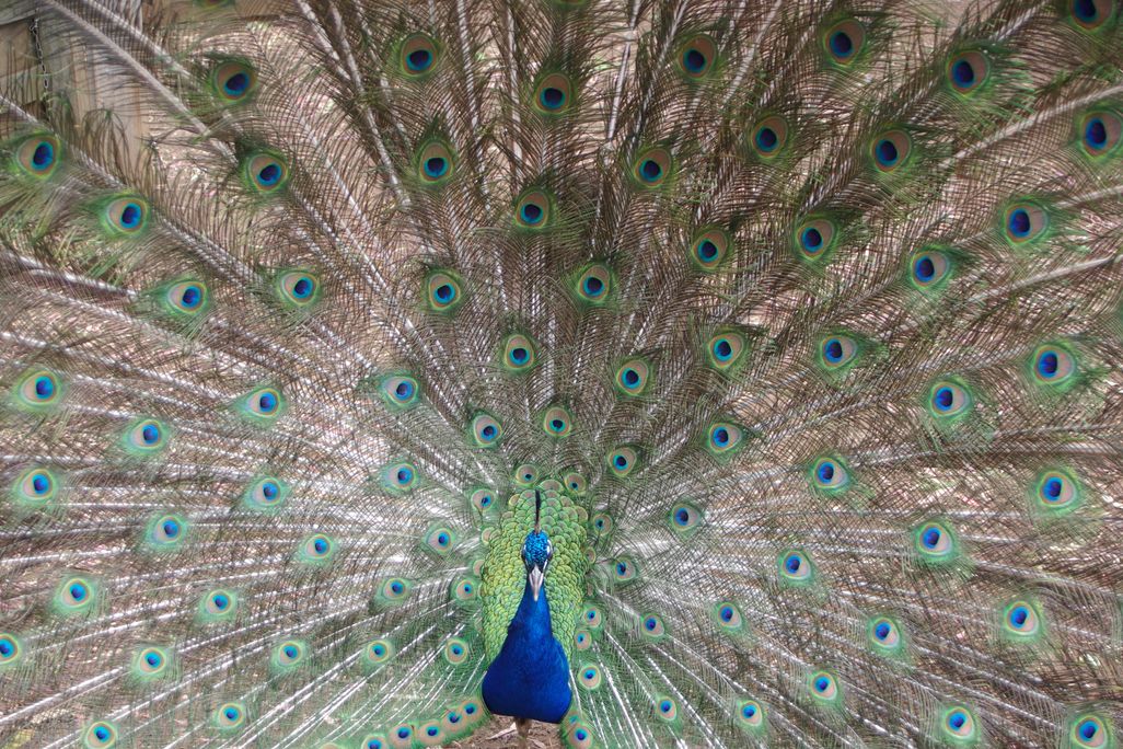 03_12_2014_peacock.jpg