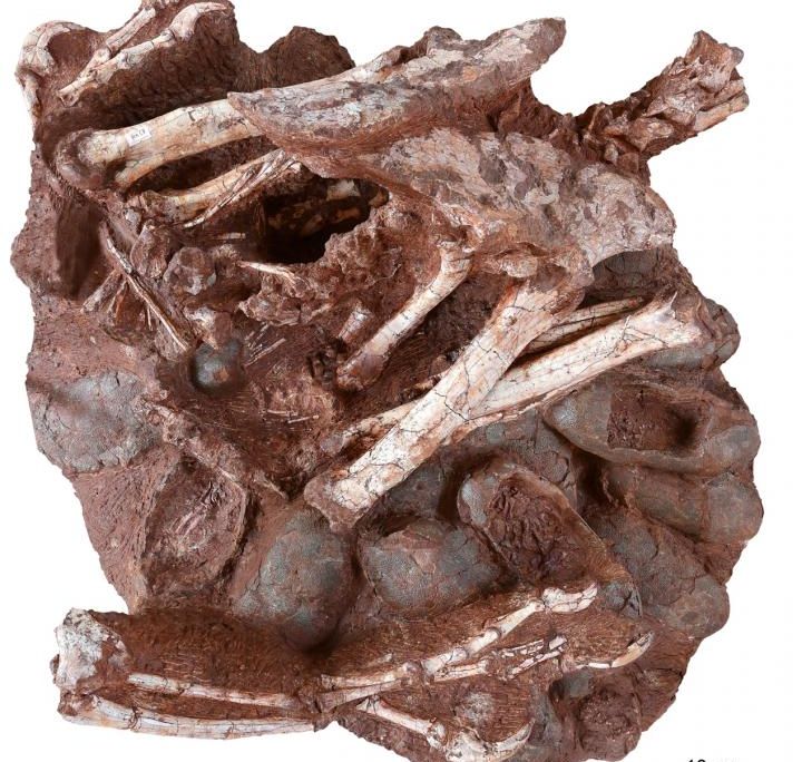A fossil of 24 oviraptor eggs underneath remains of a oviraptorosaur 