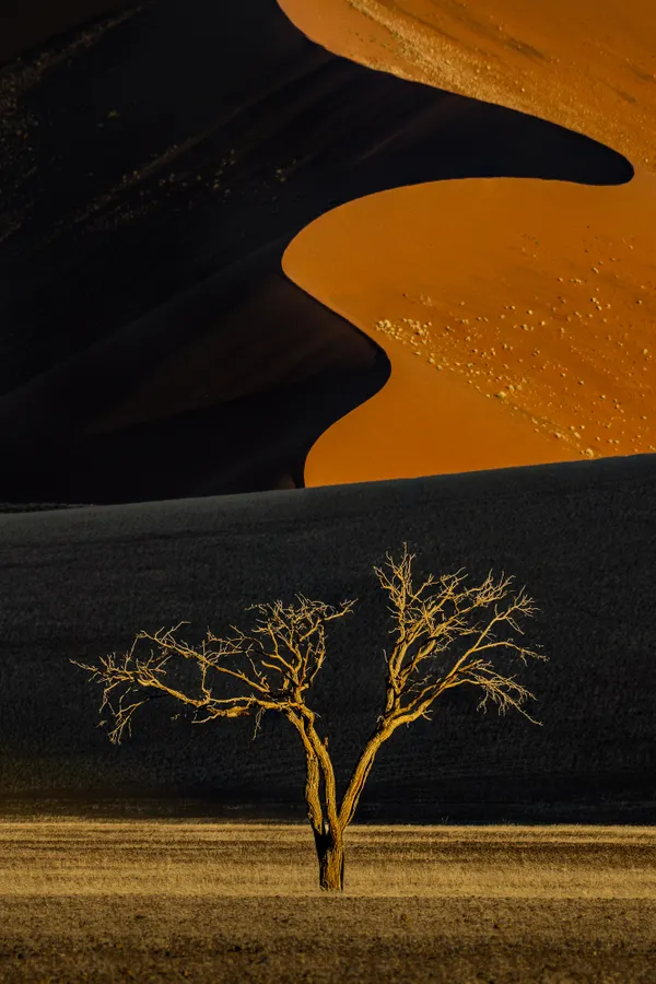 Silhouettes of tree and dune thumbnail