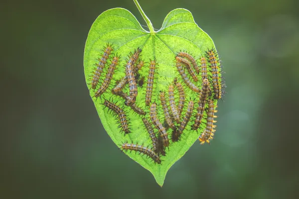 The Caterpillar's Home thumbnail