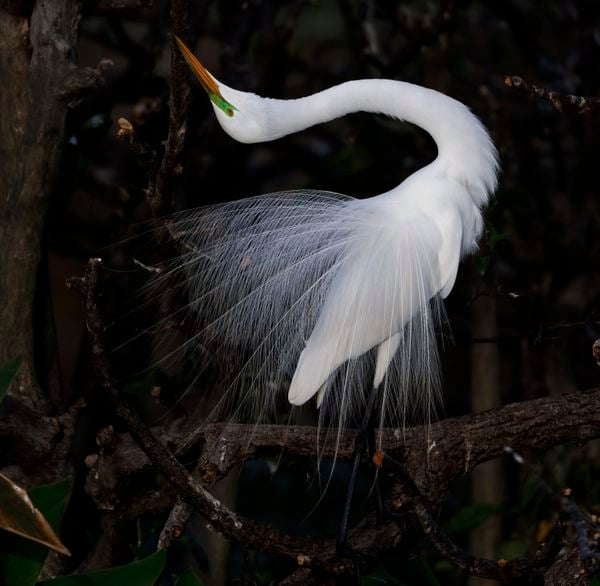 Great Egret performs mating dance thumbnail
