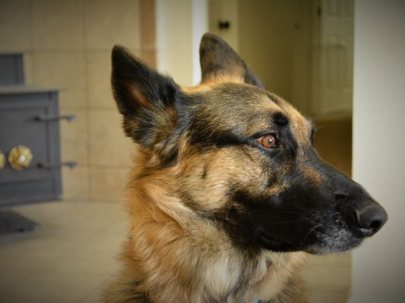 German Shepherd gazing out the living room window Smithsonian Photo