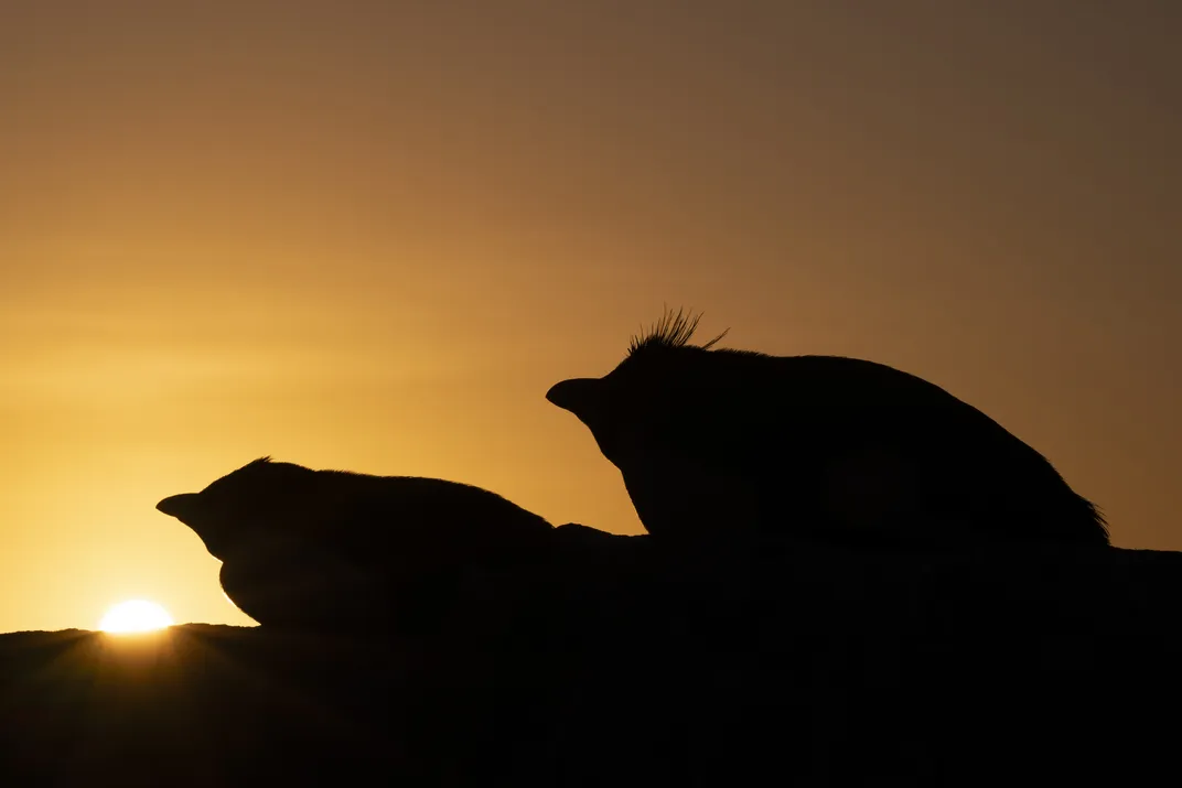 A pair of Southern rockhopper penguins rest on the rocks after a foraging trip at sunset.
