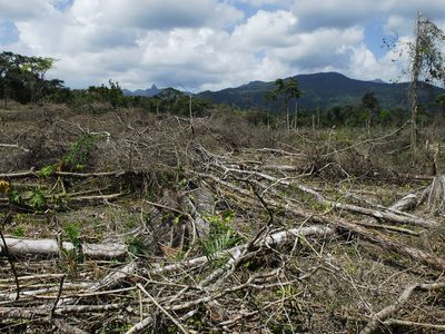 Narcotics operators are responsible for this stretch of deforestation, locating in a protected areas in Honduras. 