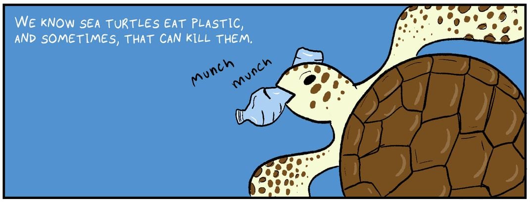 Comic, Panel 1: [Sea turtle eats plastic water bottle.] Text, Panel 1: “We know sea turtles eat plastic, and sometimes, that can kill them.” 