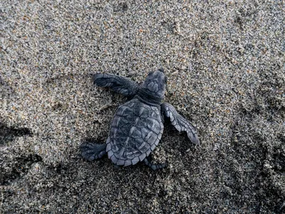 Loggerhead Sea Turtle.jpg