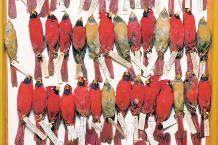 Art photographer Terry Evans' 2001 colorful homage to museum collections, titled Fields Museum, Drawer of Cardinals, Various Dates.