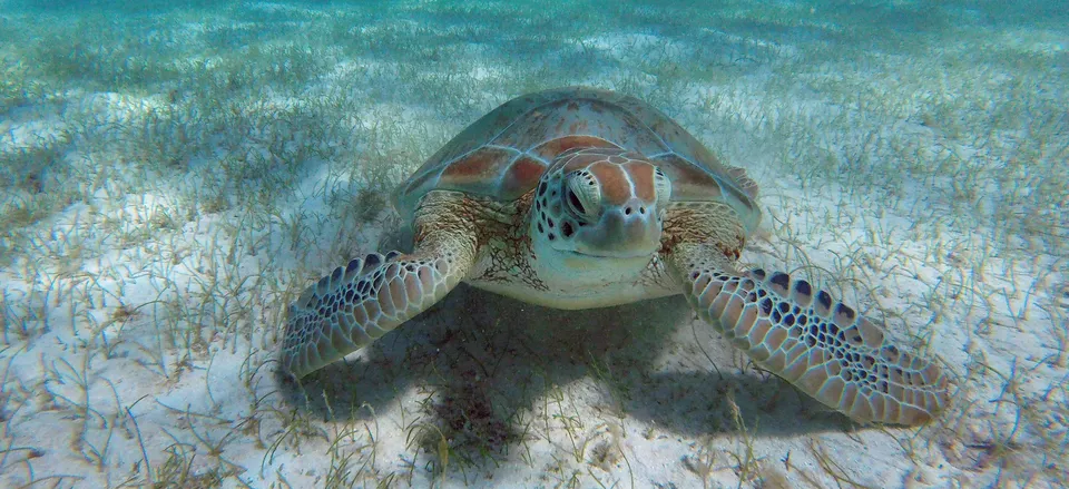  Sea turtle in the Tobago Cays Credit: StudioPonant/Margot Sib