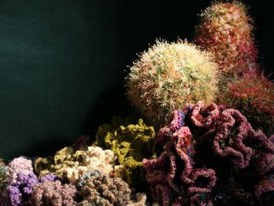A crocheted coral reef