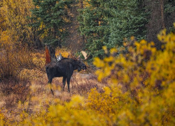A Bull Moose Posing In His Autumn Home thumbnail