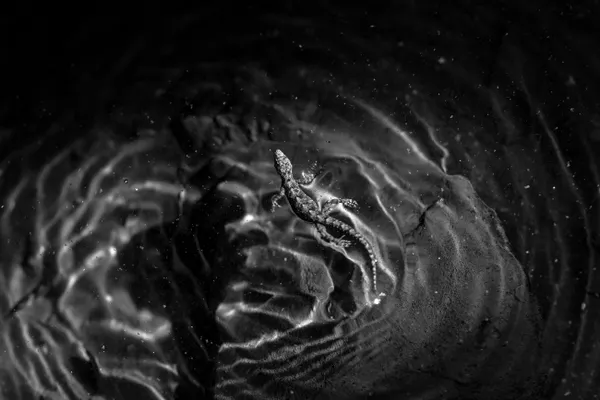 When the Rare Meets Its Reflection thumbnail