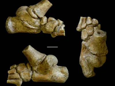 The foot bones of an Australopithecus Afarensis toddler show that the species retained some ape-like traits.