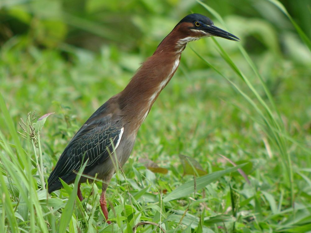 green herons