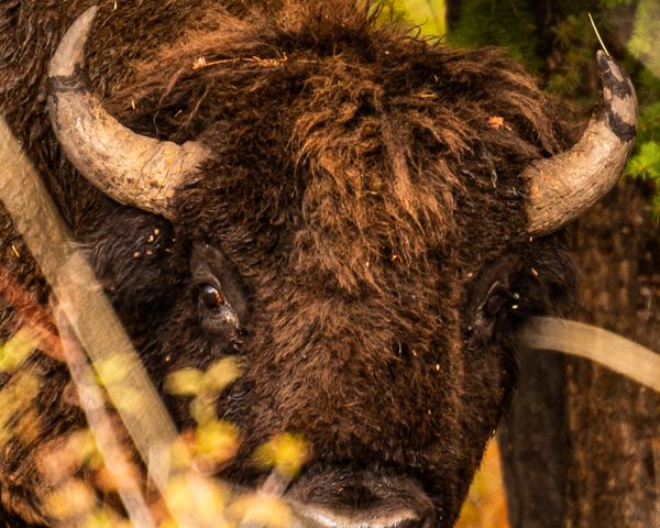 A buffalo while driving through the National Bison Range thumbnail