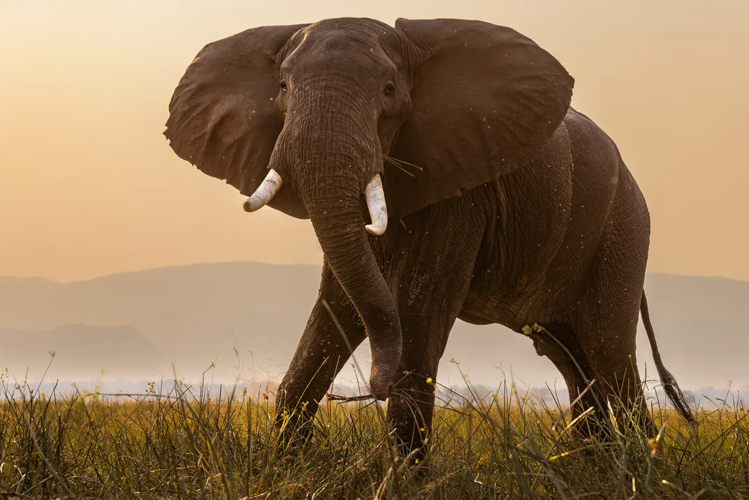 18 - A young bull elephant feeds on the lush grasses growing beside the Zambezi River while the sun sets behind the escarpment.