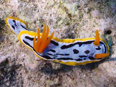 Nudibranchs (seaslugs) are favorite with amateur divers. The advent of SCUBA diving and digital photography has revolutionized how we document and describe these soft-bodied, shell-less gastropods.