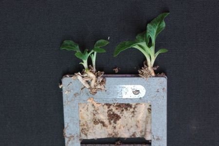 Unlike seeds of other plants, orchid seeds (above, a seed packet) do not contain the nutrition they need to sprout. They get it from fungi.