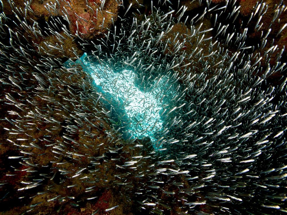 Silversides