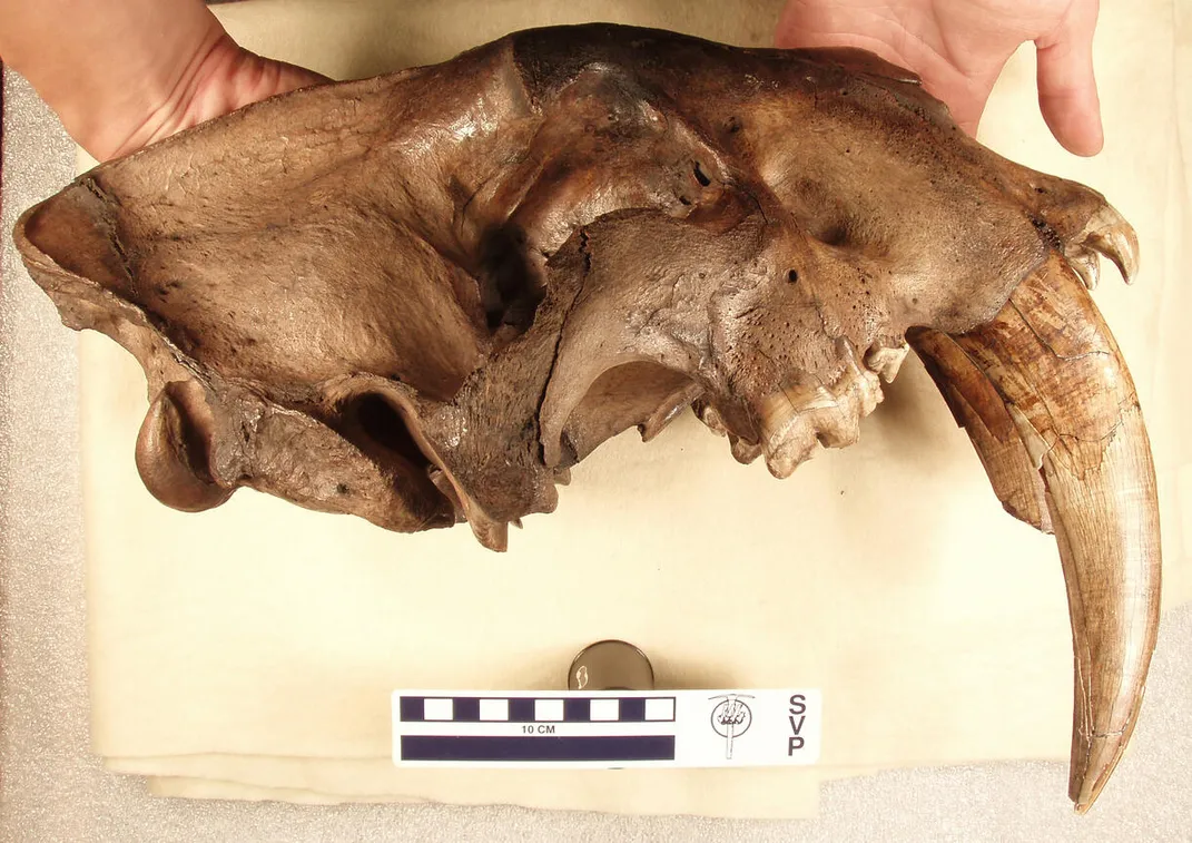 Smilodon skull