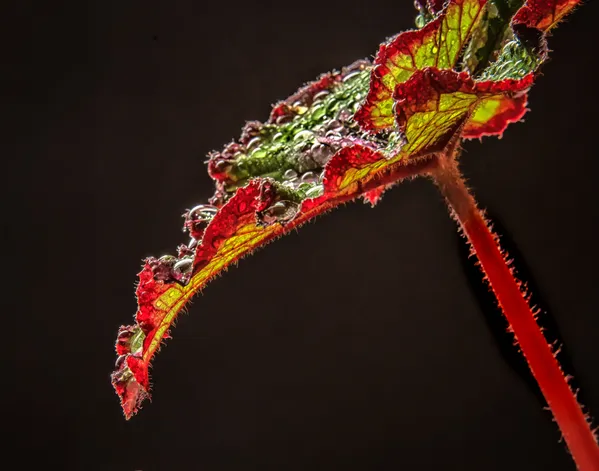 Begonia Leaf thumbnail