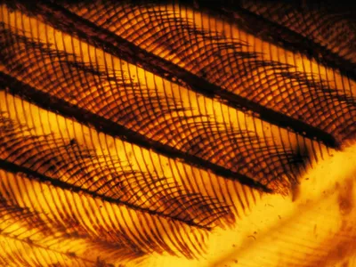 99-million-year-old flight feathers.