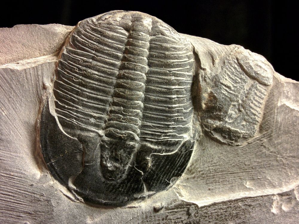 fossil-1191738_1920.jpg