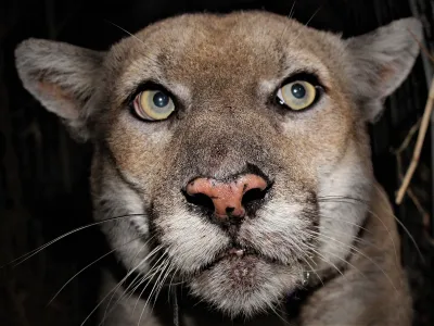 A mountain lion, P-22, known to live in the Los Angeles area