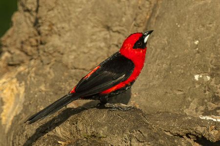 A male masked crimson tanager displays his brilliant red and black plumage in Peru.