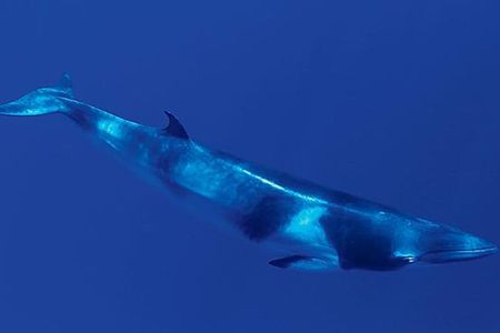 Dwarf minke whale