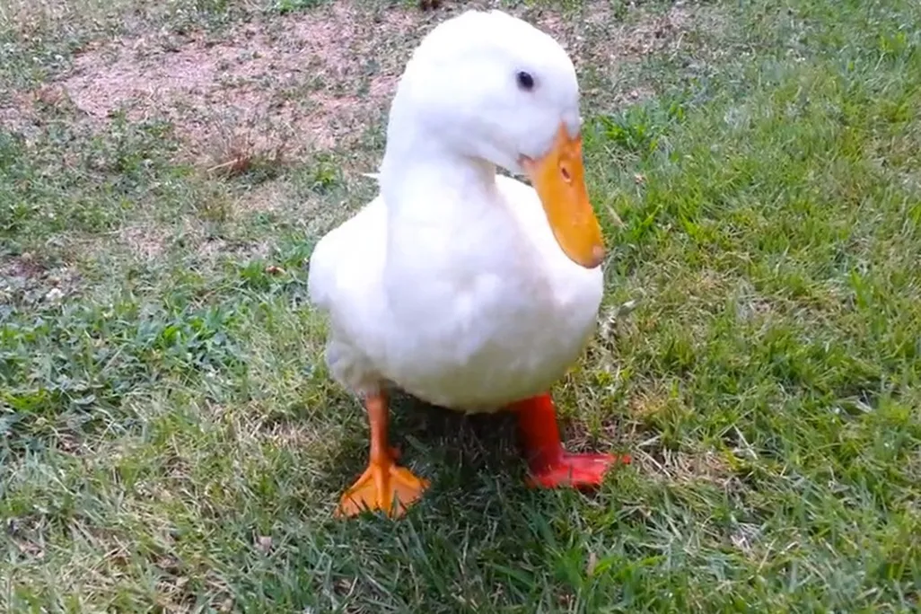 A coy Buttercup wearing his brand new foot.