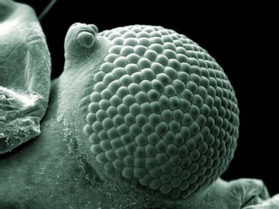 Scanning electron micrograph of a greenfly eye. Greenflies (aphid) have a pair of compound eyes. The small protrusion coming from the side of the eye is called an ocular tubercle, and it is made up of three lenses.