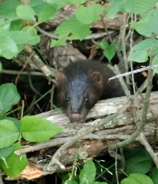 A wild mink posing for a photograph while hiking the wetlands of New England. thumbnail