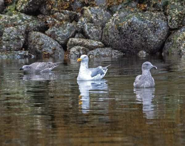 Glaucous-winged gull with chicks thumbnail