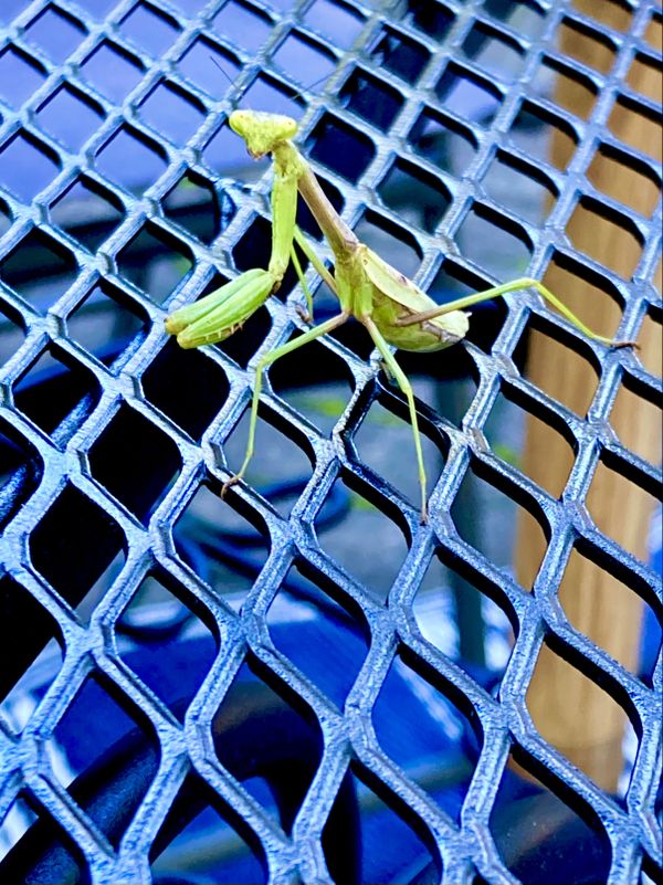 Young praying mantis sunning itself. thumbnail